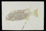 Bargain Phareodus Fish Fossil - Uncommon Species #138704-1